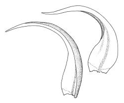 Warnstorfia fluitans, stem leaves. Drawn from A.J. Fife 8543, CHR 464890.
 Image: R.C. Wagstaff © Landcare Research 2014 